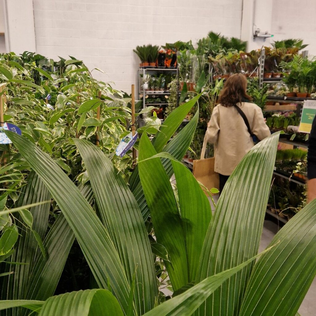 photo de plante dans une salle avec une femme